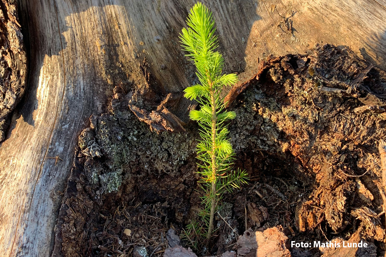 Ikonbilde Skogplanting proff