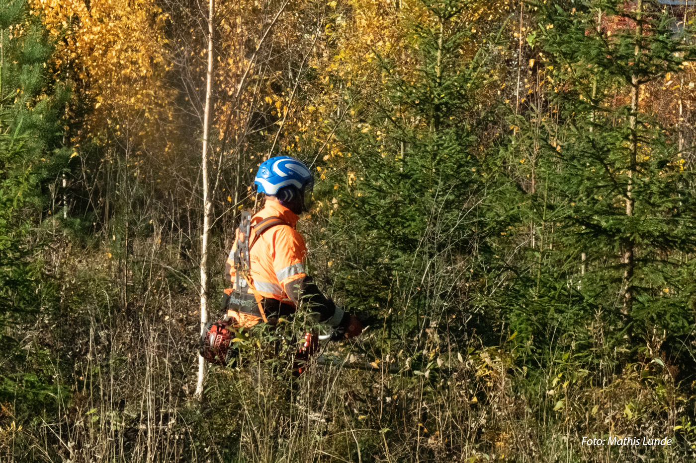 Ungskogpleie for profesjonelle